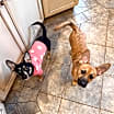 Thumbnail photo of Willow #4