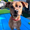 Thumbnail photo of Rocky #1