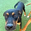 Thumbnail photo of Lloyd (Sebastian)  LA Fire Dogs #2