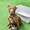Thumbnail photo of Holly #2