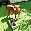 Thumbnail photo of Holly #4