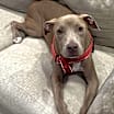 Thumbnail photo of ARCHER #1
