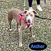 Thumbnail photo of ARCHER #2