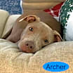 Thumbnail photo of ARCHER #4