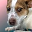 Thumbnail photo of Toby #3