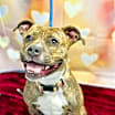 Thumbnail photo of Pebbles #3
