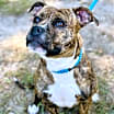 Thumbnail photo of Pebbles #4