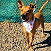 Thumbnail photo of Piper #2