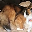 Thumbnail photo of Toby 2024 #2