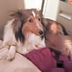 Thumbnail photo of Toby 2024 #4