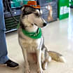 Thumbnail photo of Bingo **Foster Needed** #1