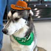Thumbnail photo of Bingo **Foster Needed** #2