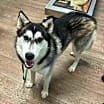 Thumbnail photo of Bingo **Foster Needed** #3