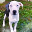 Thumbnail photo of Cutie Sweetheart #1