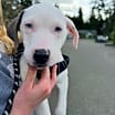 Thumbnail photo of Cutie Sweetheart #2