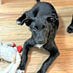Thumbnail photo of Rowan #2