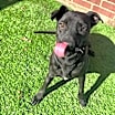 Thumbnail photo of Buster #1