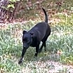 Thumbnail photo of Buster #4