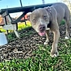 Thumbnail photo of Diamond #2