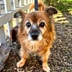 Thumbnail photo of Eevee #1