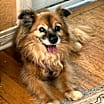 Thumbnail photo of Eevee #2