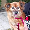 Thumbnail photo of Eevee #3