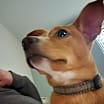 Thumbnail photo of Norma #4