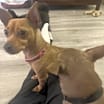 Thumbnail photo of Ruby #4