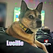 Thumbnail photo of Lucille (Courtesy Post) #1