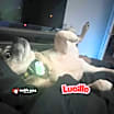 Thumbnail photo of Lucille (Courtesy Post) #2
