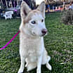 Thumbnail photo of Mishka #1
