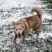 Thumbnail photo of Mishka #2