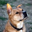 Thumbnail photo of Zeke #1