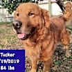 Thumbnail photo of Tucker #1