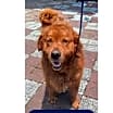 Thumbnail photo of Tucker #2