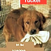 Thumbnail photo of Tucker #3