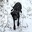 Thumbnail photo of Justice #1
