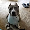 Thumbnail photo of Blue #2