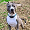Thumbnail photo of Blue #3