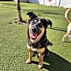 Thumbnail photo of Georgia (Emmy/Loofy) LA Fire Dog #1