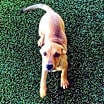 Thumbnail photo of Wiggles 0445 #2