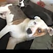 Thumbnail photo of Goose #4