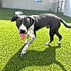 Thumbnail photo of Brandon aka Brandy #1