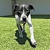 Thumbnail photo of Brandon aka Brandy #2