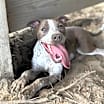 Thumbnail photo of Tiny #2