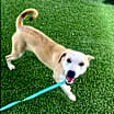 Thumbnail photo of IVORY #3