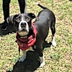 Thumbnail photo of Bosco #2