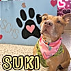 Thumbnail photo of Suki #1