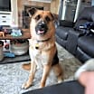 Thumbnail photo of Koda #1
