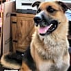 Thumbnail photo of Koda #3